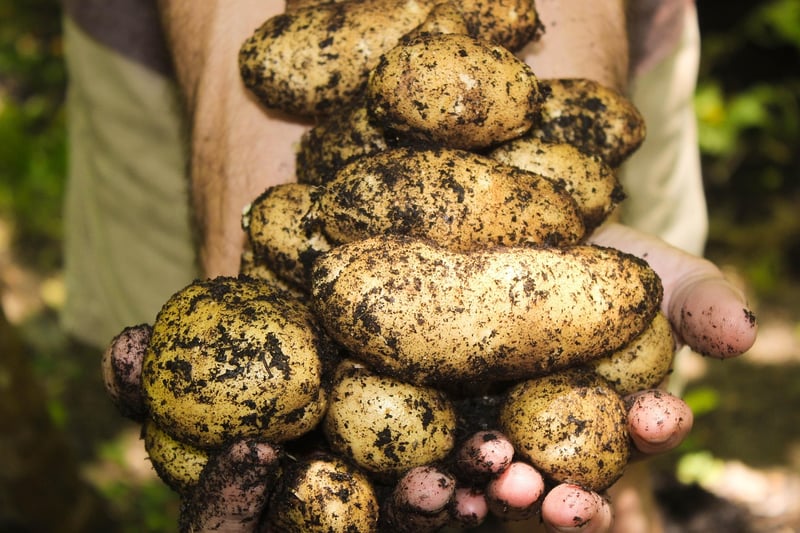 Harvesting Calendar