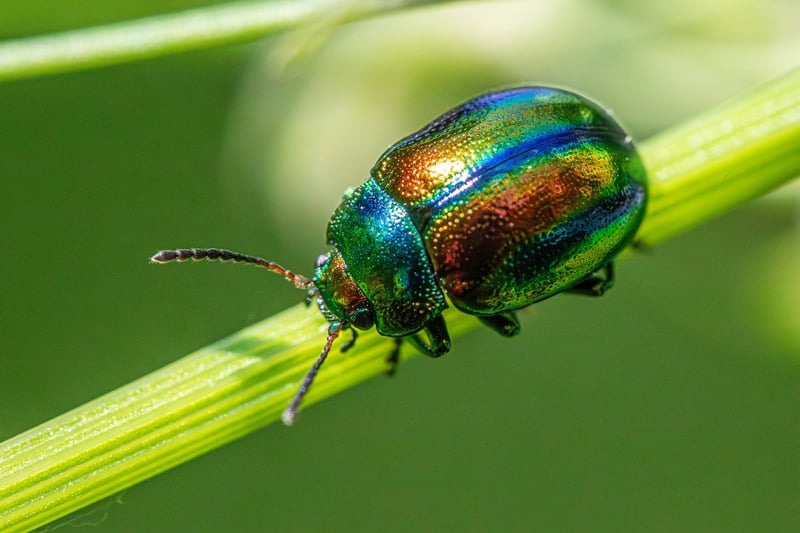 Pest Control Tips